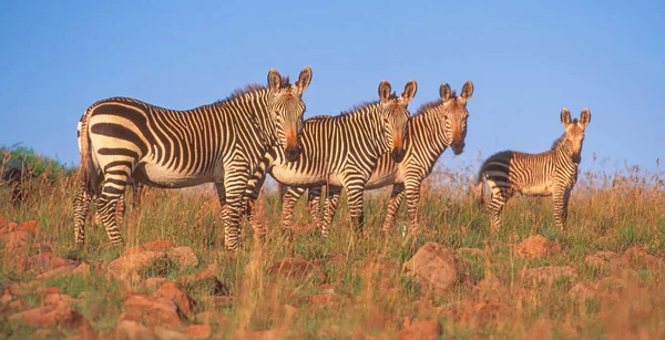 Small Herd Mountain Zebra Equus Zebra Mountain Zebra National Park — Stock Photo, Image