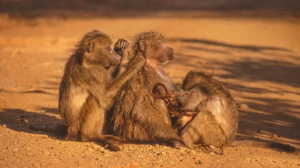 在南非克鲁格国家公园 与一群黑猩猩 Papio Ursinus 举行了整容会 — 图库照片