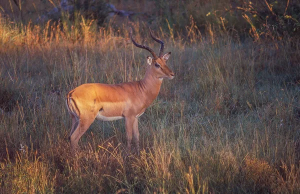 Dorosły Impala Ram Parku Narodowym Kruger Republice Południowej Afryki — Zdjęcie stockowe