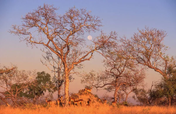 Månuppgång Bakom Ett Träd Och Flock Impala Kruger National Park — Stockfoto