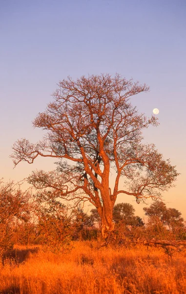 南非克鲁格国家公园一棵树后的月亮升起 — 图库照片