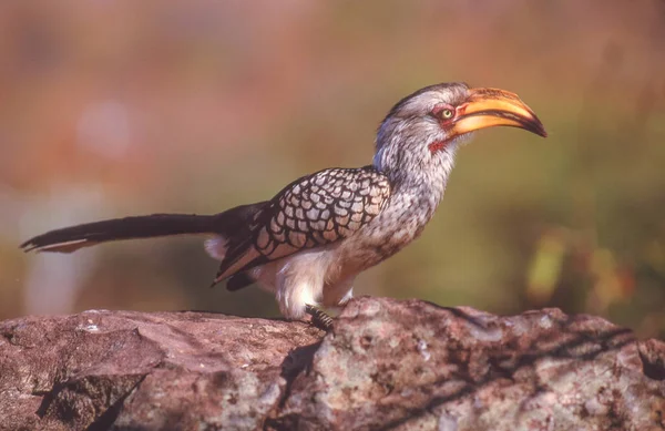 남쪽노란 부리를 Tockus Leucomelas 아프리카 남부에서 발견되는 새이다 — 스톡 사진