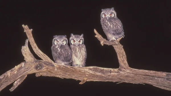 Trio Southern White Faced Owls Ptilopsis Granti Dead Camelthorn Tree — Stock Photo, Image