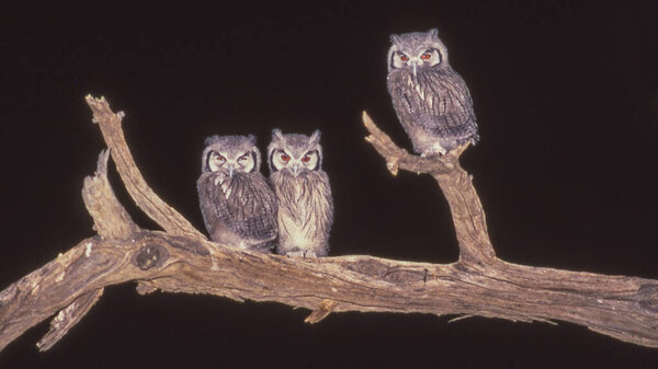 Трио южных белолицых сов (Ptilopsis granti) на мертвом верблюжьем дереве в трансграничном парке Кгалагади, расположенном между Южной Африкой и Ботсваной.