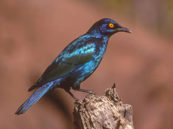 Cape Glossy Starling Lamprotornis Nitens Found Southern Africa Lives Woodlands — Stock Photo, Image