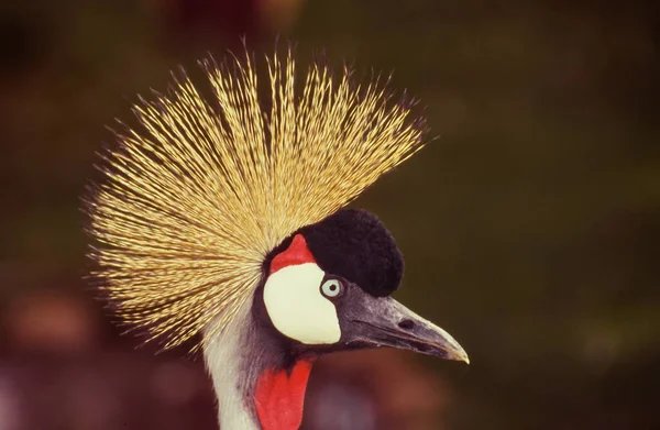 灰色の冠を持つクレーン バレアリカ レギュラム 東アフリカと南アフリカで発見され ウガンダの国鳥です — ストック写真