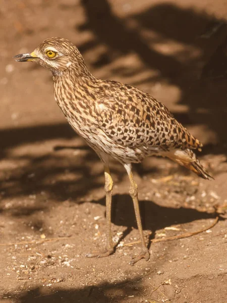 Spotted Thick Knee Burhinus Capensis Also Known Spotted Dikkop Cape — Stock Photo, Image