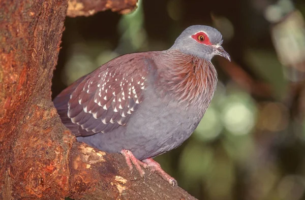 Speckled Pigeon Columba Guinea Also Known African Rock Pigeon Guinea — Stock Photo, Image