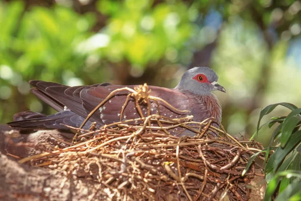 Benekli Güvercin Columba Guinea Afrika Sahra Çölü Nün Güneyinde Yaşayan — Stok fotoğraf