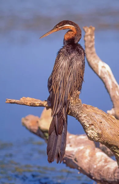 African Darter Anhinga Rufa Dead Tree Wilderness Section Garden Route — Stock Photo, Image