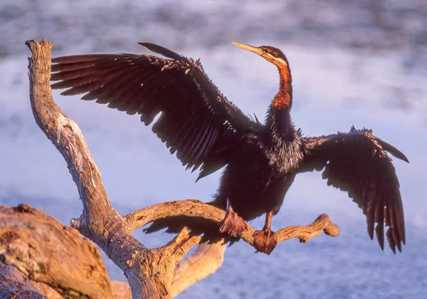 Africká Šipka Anhinga Rufa Suší Křídla Suchém Stromě Divočině Národního — Stock fotografie