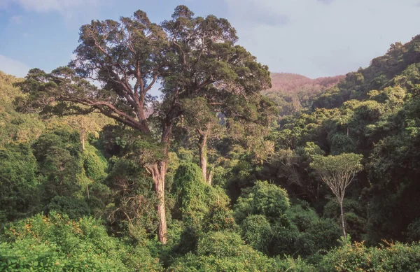 Yellowwood Tree Podocarpus Latifolius Situated Indigenous Forest Alongside Grootrivier Pass — Stock Photo, Image
