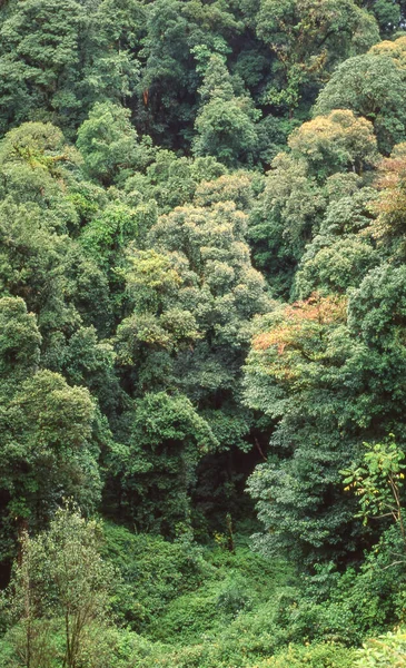 Bosque Indígena Parque Nacional Doi Inthanon Distrito Chom Thong Provincia — Foto de Stock