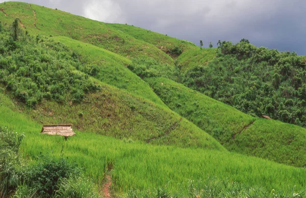 在泰国北部南道府平坝山脉的Doi Phu Kha国家公园种植水稻 该公园是泰国北部最大的国家公园 — 图库照片