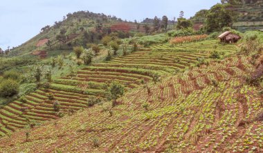 Tepeler, Tayland 'daki Chiang Mai' nin kuzeybatısındaki Hmong Tepesi kabilesi insanları tarafından teraslarda işlenmiş.