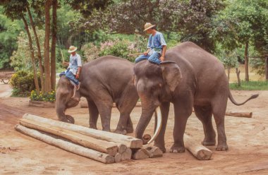 LAMPANG, THAILAND - 7 Nisan 2023: Tayland 'daki Lampang' daki Ulusal Fil Enstitüsü, ilk olarak 1993 yılında Tayland Fil Koruma Merkezi olarak kuruldu.. 
