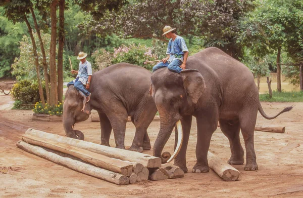 Lampang Tajlandia Kwiecień 2023 Narodowy Instytut Słonia Lampang Tajlandii Został — Zdjęcie stockowe