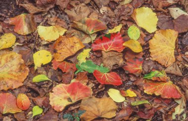Yerde çok renkli sonbahar yaprakları var..
