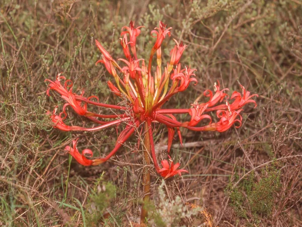 Kandelabra Blomma Brunsvigia Orientalis Klänning Bontebok National Park Nära Swellendam — Stockfoto