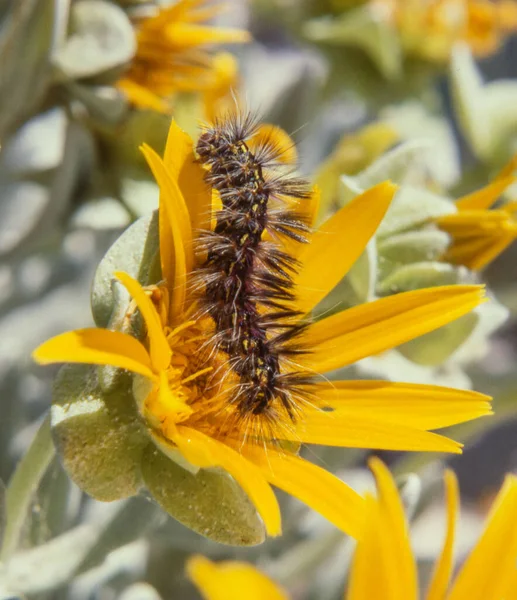 A caterpillar on a Didelta carnosa flower, a type of daisy that grows in southern Namibia and the western parts of the Northern and Western Cape provinces of South Africa.