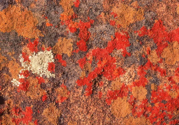 Lichen Valle Desolación Cabo Oriental Sudáfrica Fenómeno Geológico Con Una —  Fotos de Stock