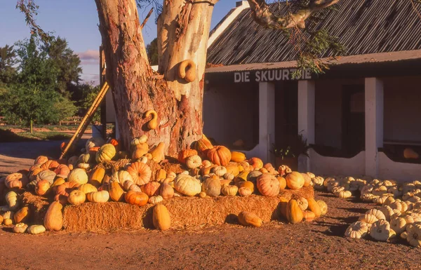 南アフリカの西ケープ州 エイプリル社2023年8月8日 南アフリカの西ケープ州ウスター近郊の農場の屋台で販売中のカラフルなカボチャ — ストック写真