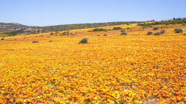 Güney Afrika 'nın Kuzey Cape Eyaleti' nin Garies-Kamieskroon bölgesinde Namaqualand bahar manzarası.