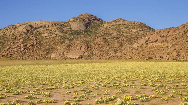 Namaqualand Frühlingsblumen Wachsen Der Nähe Von Springbok Der Südafrikanischen Nordkap — Stockfoto