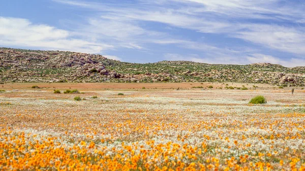 Namaqualand Frühlingslandschaft Der Nähe Von Concordia Der Provinz Nordkap Südafrika — Stockfoto