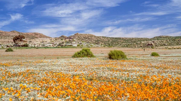 Namaqualand Frühlingslandschaft Der Nähe Von Concordia Der Provinz Nordkap Südafrika — Stockfoto