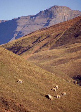 Eland antilopları Güney Afrika 'daki KwaZulu-Natal' daki Ukhahlamba Drakensberg Parkı 'nda dev kale oyun rezervinde otluyor..