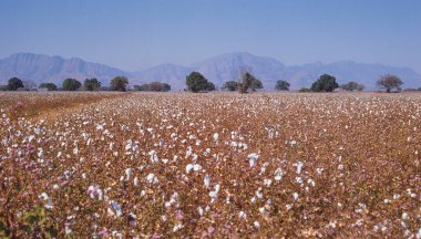 Tzaneen yakınlarında yetişen pamuk Güney Afrika 'nın Limpopo eyaletinde yer alır..