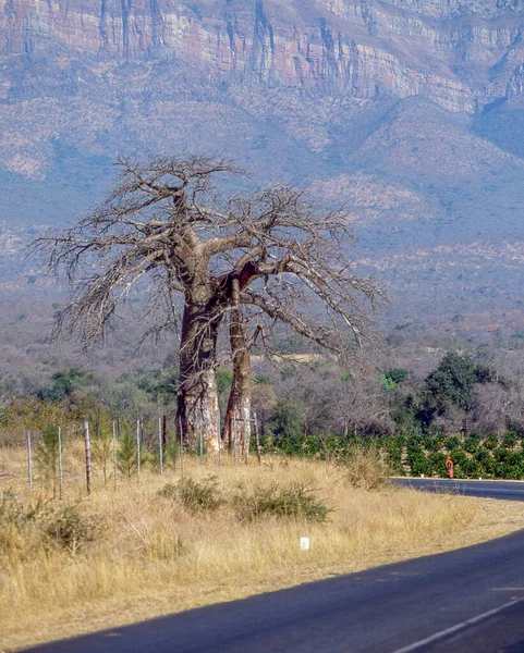 Baobab Träd Nära Abel Erasmus Pass Limpopo Provinsen Sydafrika — Stockfoto