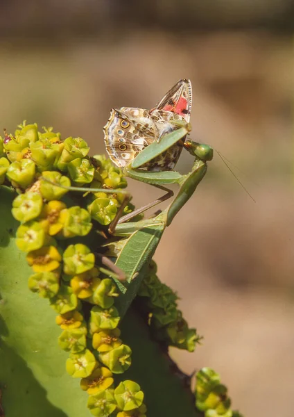 Praying Mantis Euphorbia Plant Feeding Butterfly Lowveld National Botanical Garden — Stock Photo, Image