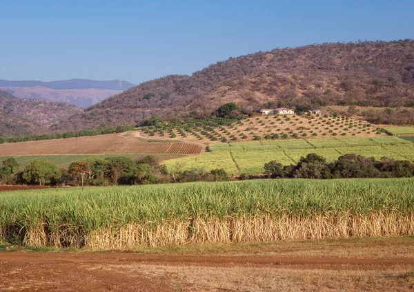 Caña Azúcar Creciendo Una Granja Cerca Kaapmuiden Una Pequeña Ciudad — Foto de Stock