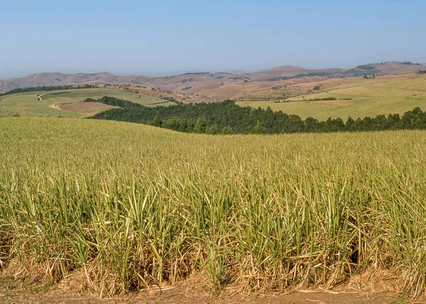 Cana Açúcar Crescendo Perto Melmoth Uma Pequena Cidade Situada Kwazulu — Fotografia de Stock