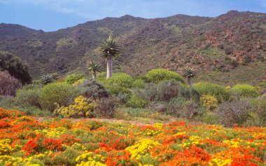 Karoo Çölü Ulusal Botanik Bahçesi çeşitli kurak ve yarı kurak bitkilere sahiptir. Bahçe, Güney Afrika 'nın Batı Cape eyaletindeki Worcester kasabasının dışındaki Hex River Sıradağları' nın eteklerinde yer alır..