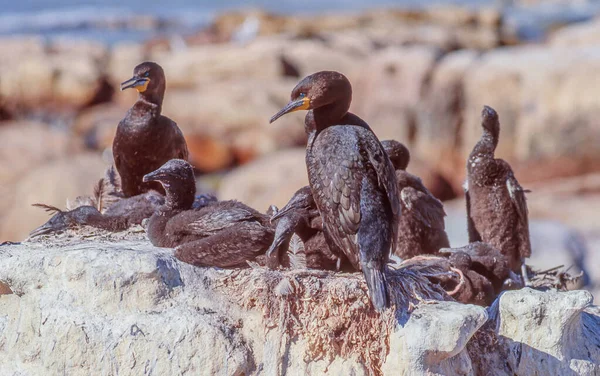 Cabo Cormorants Phalacrocorax Capensis Reprodução Ilha Malgas Uma Pequena Ilha — Fotografia de Stock