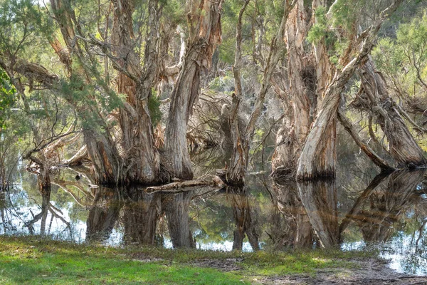 Бумажный Лес Melaleuca Quinquenervia Болоте Озере Хердсман Перте Западная Австралия — стоковое фото