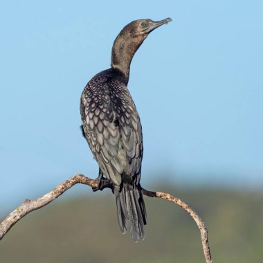 Batı Avustralya, Perth 'teki Herdsman Gölü' nde bir ağaca tünemiş Küçük Kara Karabatak (Phalacrocorax sulcirostris).