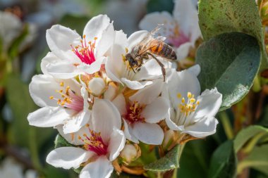 A bee collecting pollen on an Indian Hawthorn Flower (Rhaphiolepis indica) in Perth, Western Australia. clipart