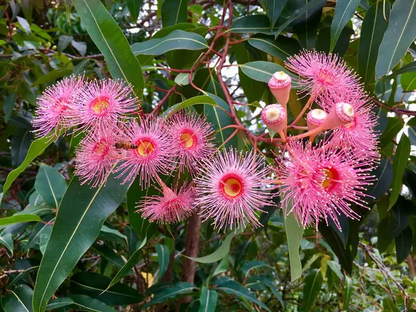 Yerli bir Avustralya sakız ağacının pembe çiçeklerinde bir arı..