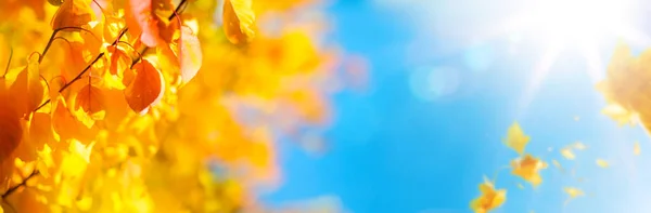 Sunny Yellow Autumn Leaves Decorate Wide Blurred Background Autumn Fores — Stock Photo, Image
