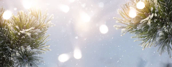 Karácsonyi Havas Fenyő Ágak Közel Téli Karácsonyi Téli Koncepció Másolási — Stock Fotó
