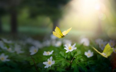forest meadow with white spring flowers and yellow butterflies on a sunny day. Easter morning
