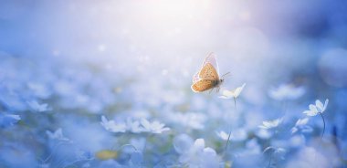 Beautiful nature of the spring forest with a flowering meadow on a sunny day. Spring Flowers Primroses and Butterfly