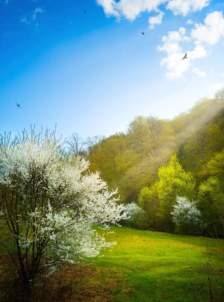 Beautiful spring landscape. Beautiful nature with blossoming fruit tree and spring forest against blue sunny sky with clouds