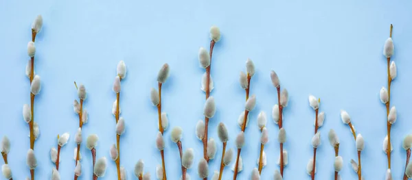 Płaska Kompozycja Wielkanocna Gałązką Wierzby Wiosenne Kwiaty Niebieskim Tle — Zdjęcie stockowe