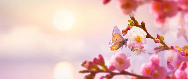 Tavaszi Cseresznyefavirág Háttér Húsvéti Üdvözlőlap Design Másolási Hely — Stock Fotó
