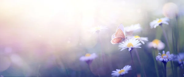 Güzel Kelebek Bahar Çiçekleri Ile Soyut Arkaplan Bahar Çiçekleri Manzara — Stok fotoğraf